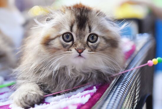 Russia Cats Show