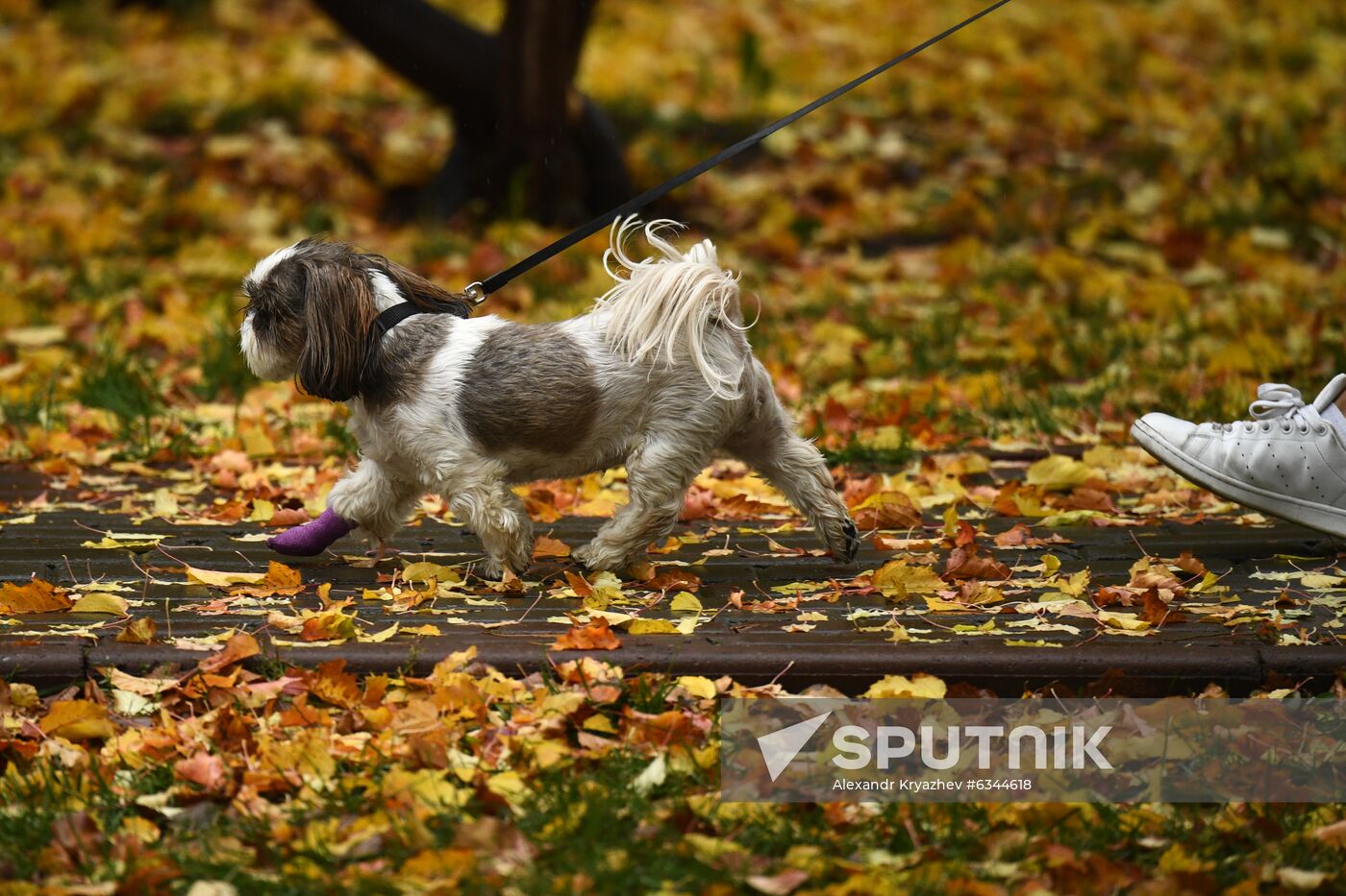 Russia Autumn