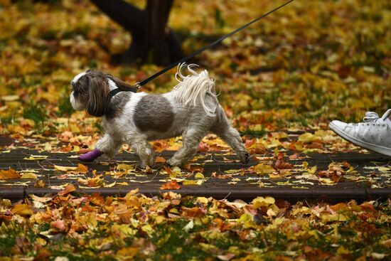 Russia Autumn