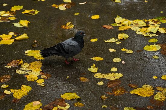 Russia Autumn