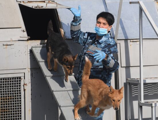 Russia Coronavirus Dogs Training