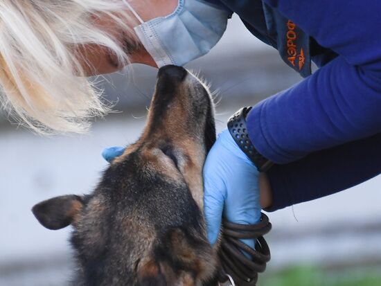Russia Coronavirus Dogs Training