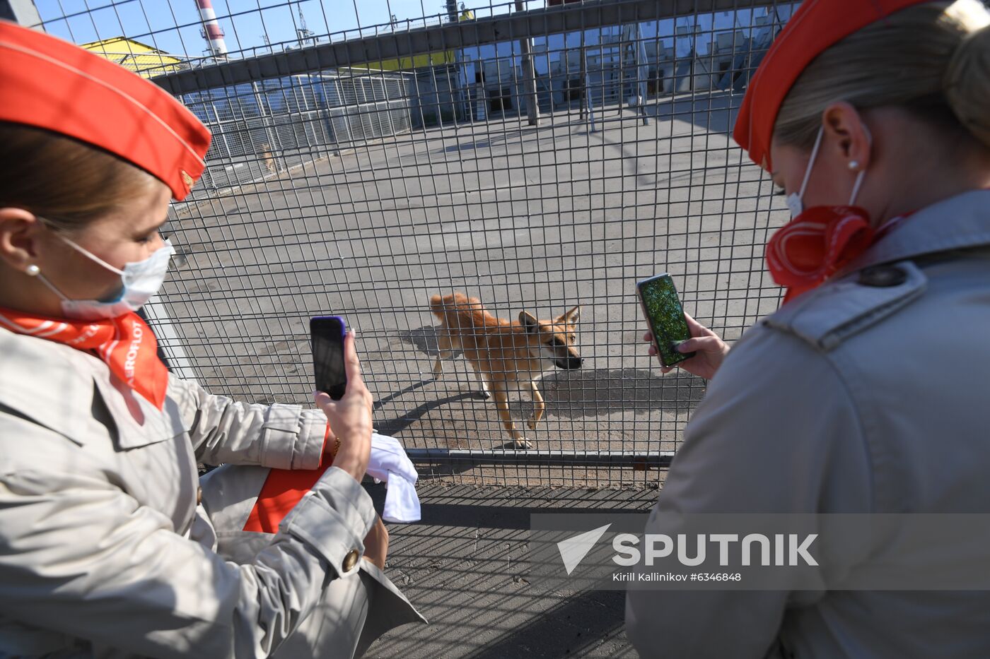 Russia Coronavirus Dogs Training