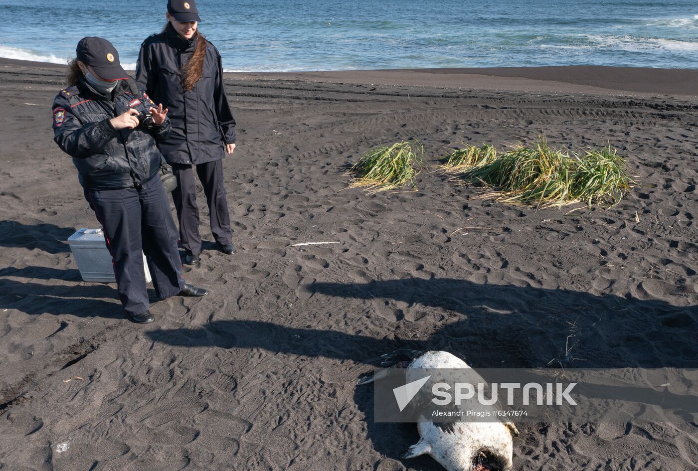 Russia Kamchatka Pacific Ocean Pollution