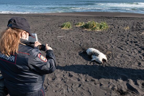 Russia Kamchatka Pacific Ocean Pollution