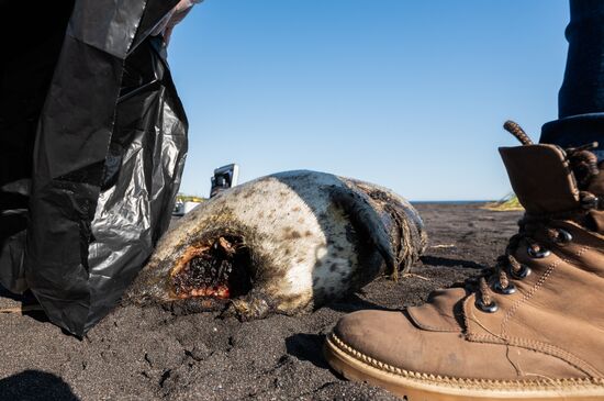 Russia Kamchatka Pacific Ocean Pollution