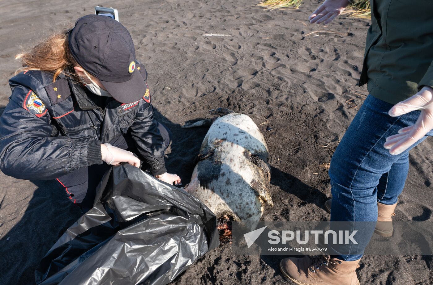Russia Kamchatka Pacific Ocean Pollution