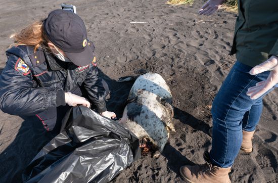 Russia Kamchatka Pacific Ocean Pollution