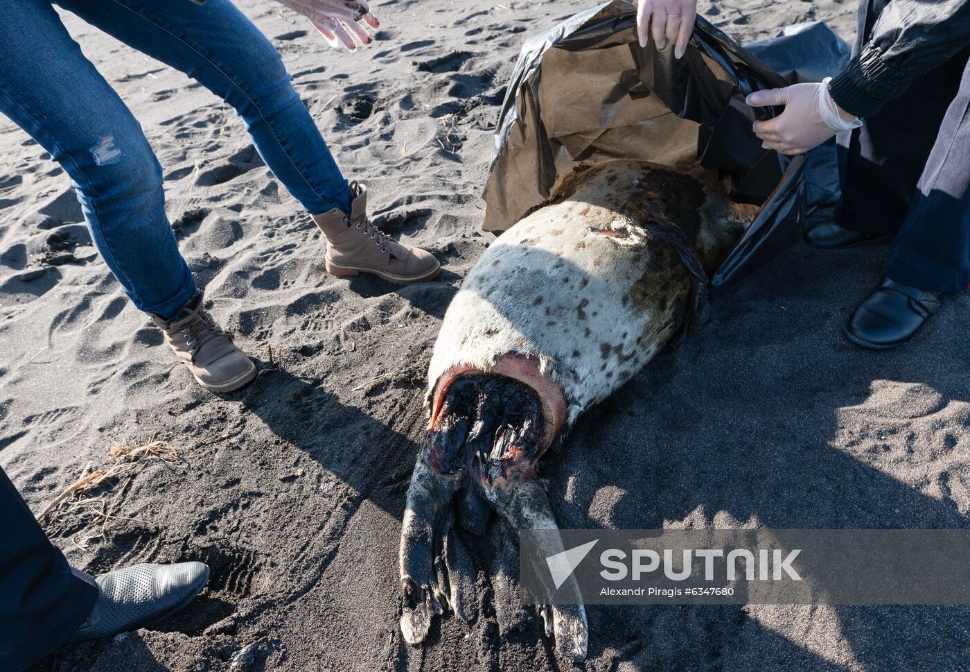 Russia Kamchatka Pacific Ocean Pollution