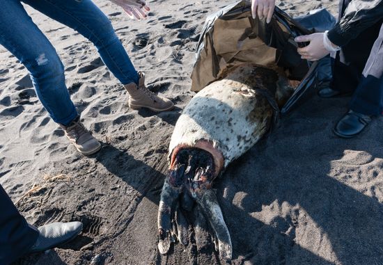 Russia Kamchatka Pacific Ocean Pollution