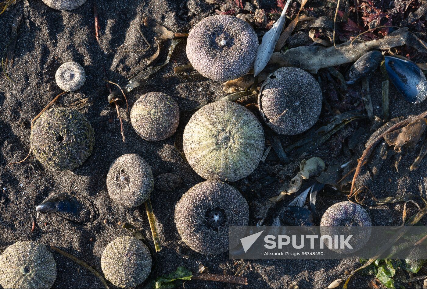 Russia Kamchatka Pacific Ocean Pollution