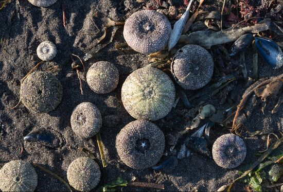 Russia Kamchatka Pacific Ocean Pollution