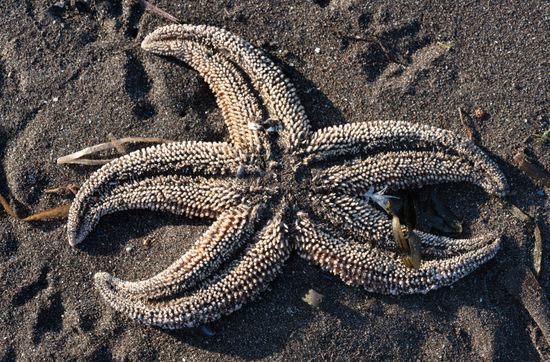 Russia Kamchatka Pacific Ocean Pollution