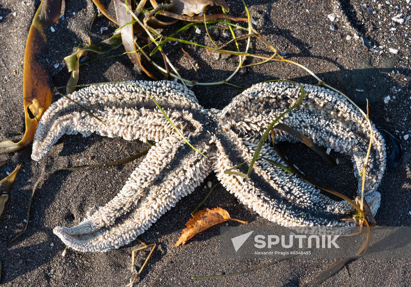 Russia Kamchatka Pacific Ocean Pollution