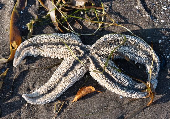 Russia Kamchatka Pacific Ocean Pollution