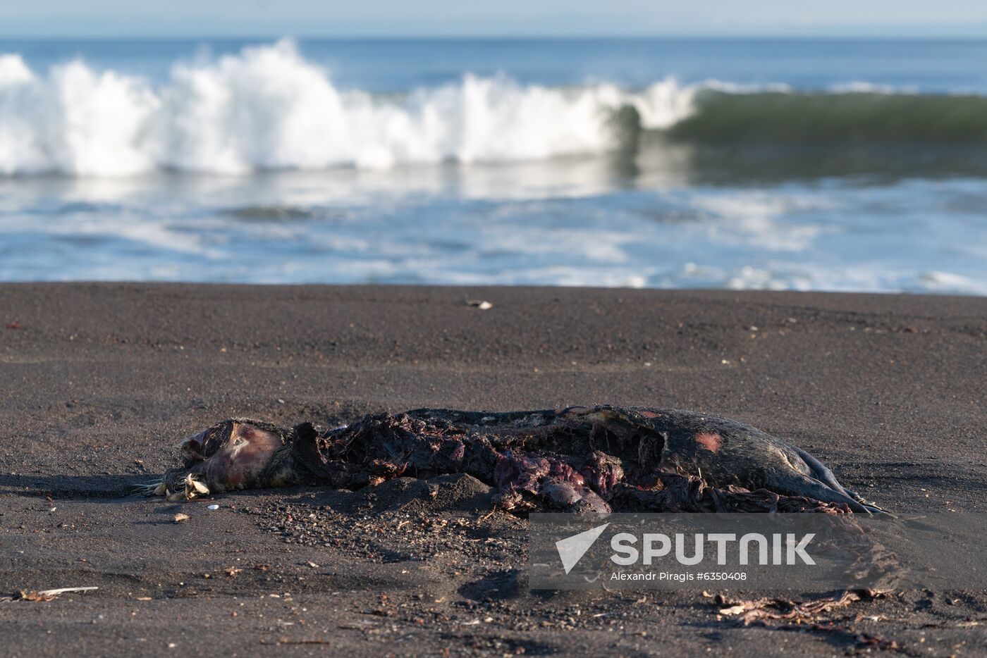 Russia Kamchatka Pacific Ocean Pollution