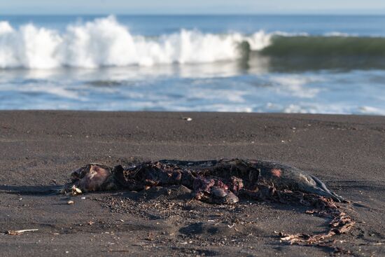 Russia Kamchatka Pacific Ocean Pollution