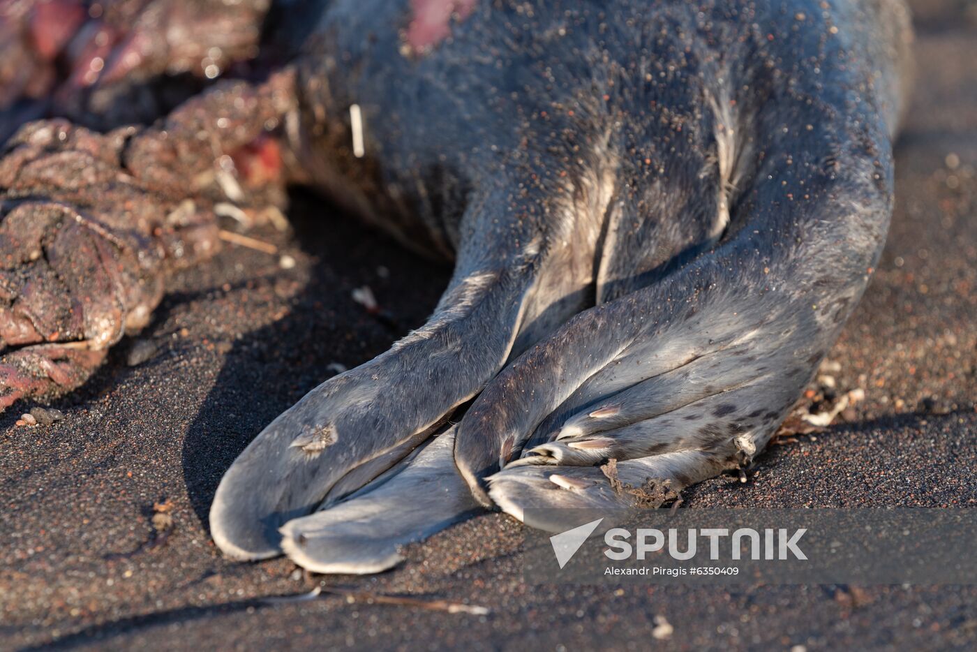 Russia Kamchatka Pacific Ocean Pollution