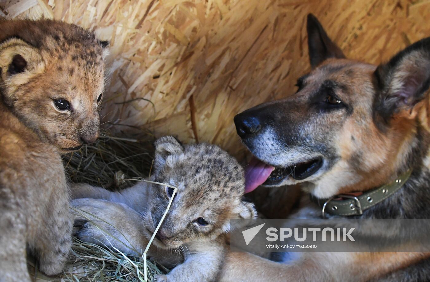 Russia Lion Cubs