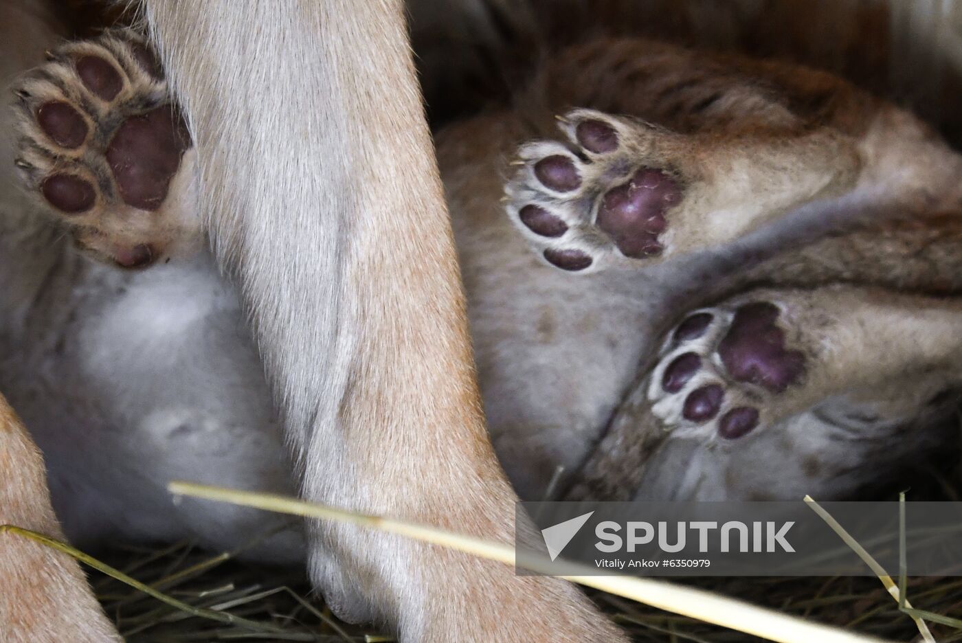Russia Lion Cubs