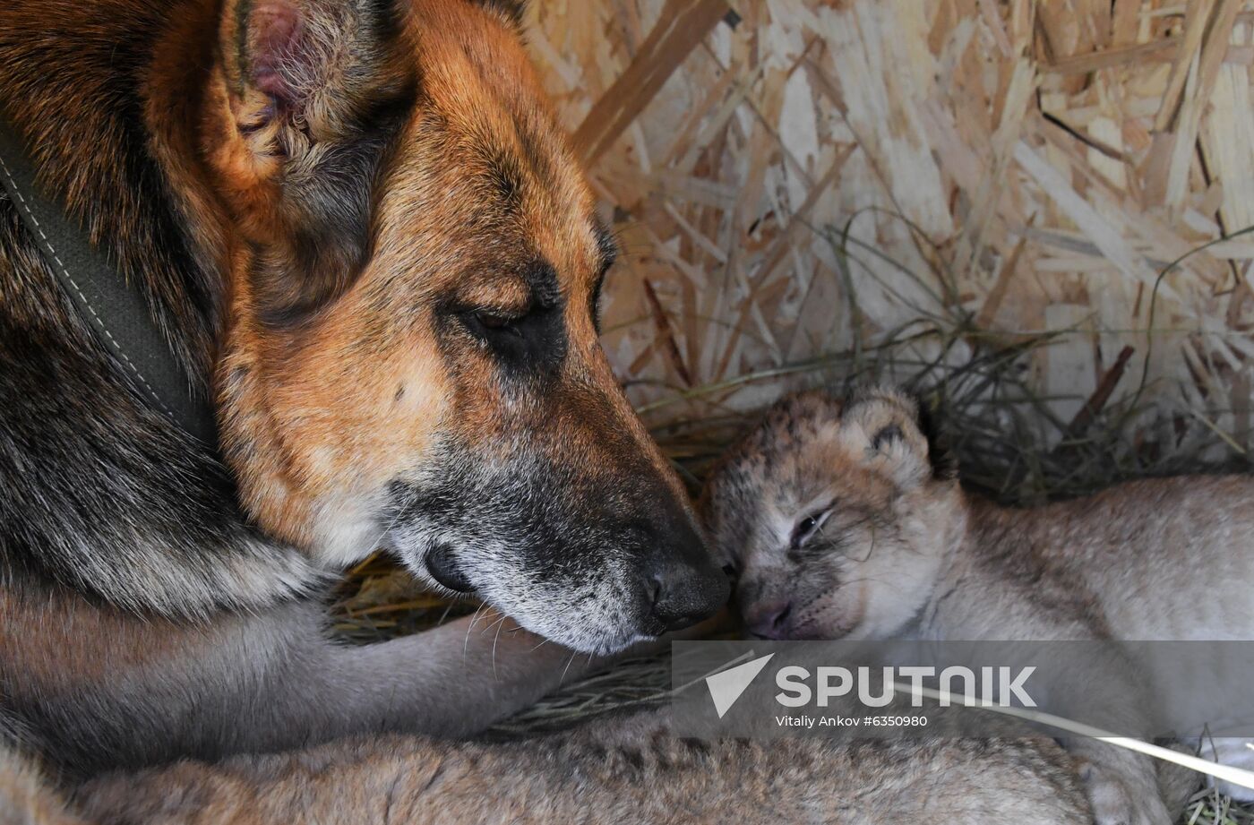 Russia Lion Cubs