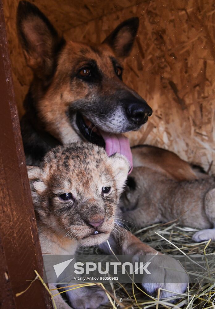 Russia Lion Cubs