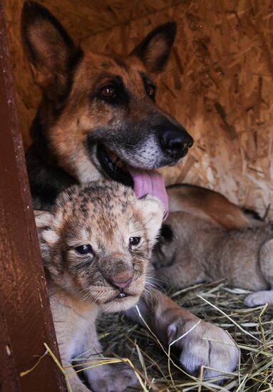Russia Lion Cubs