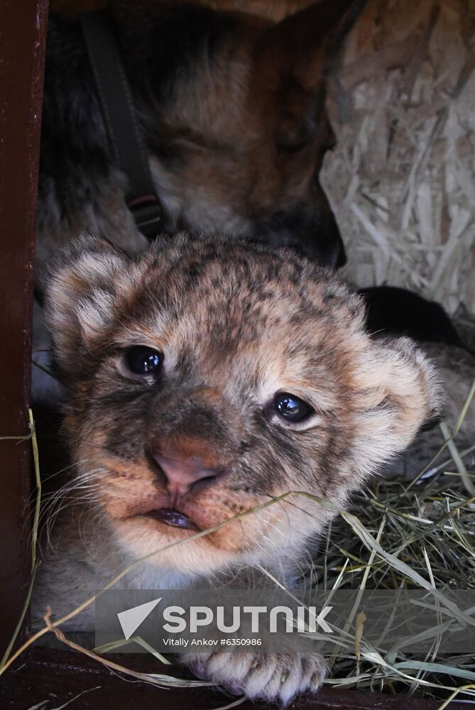 Russia Lion Cubs