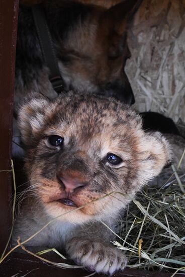Russia Lion Cubs