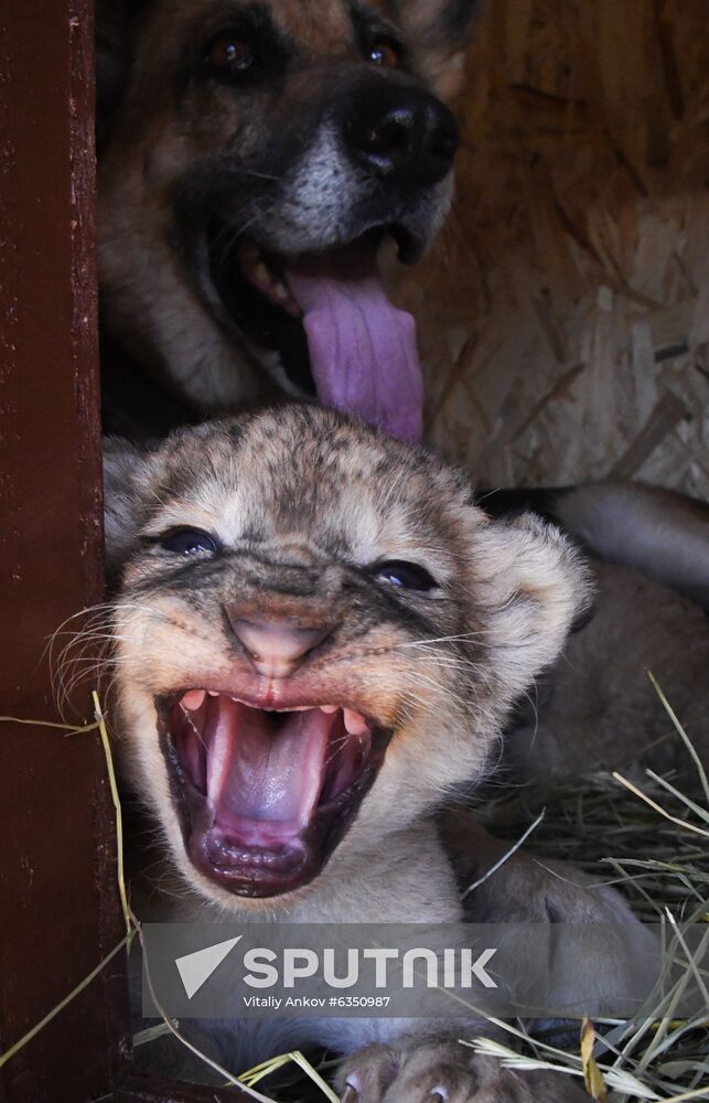 Russia Lion Cubs