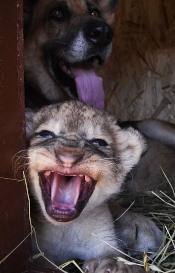 Russia Lion Cubs