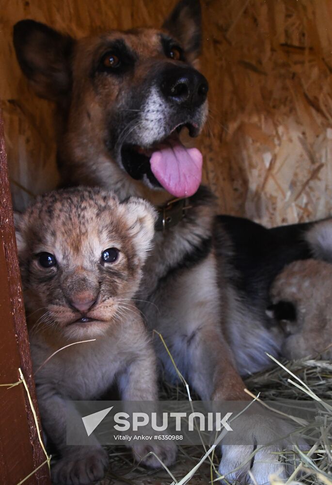 Russia Lion Cubs