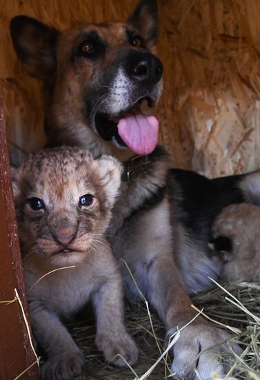 Russia Lion Cubs