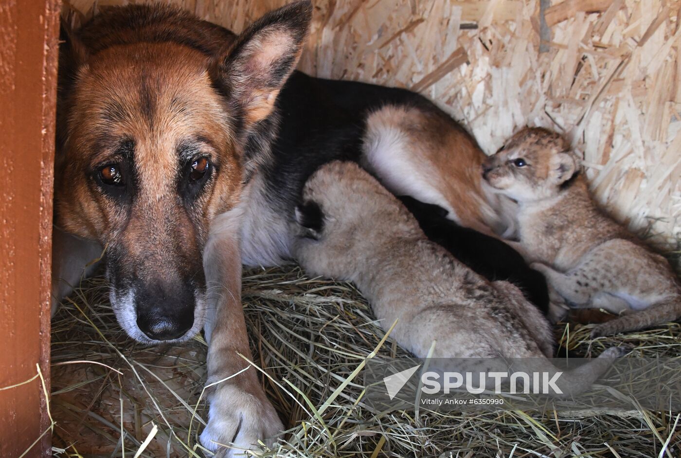 Russia Lion Cubs