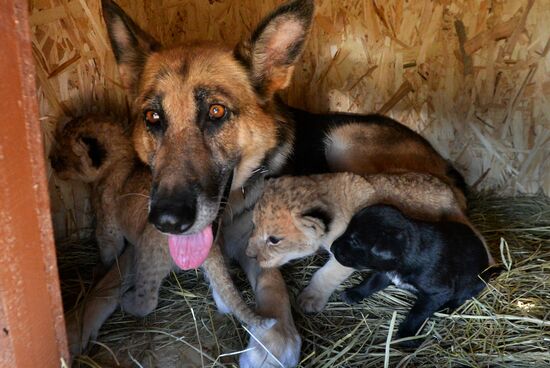 Russia Lion Cubs
