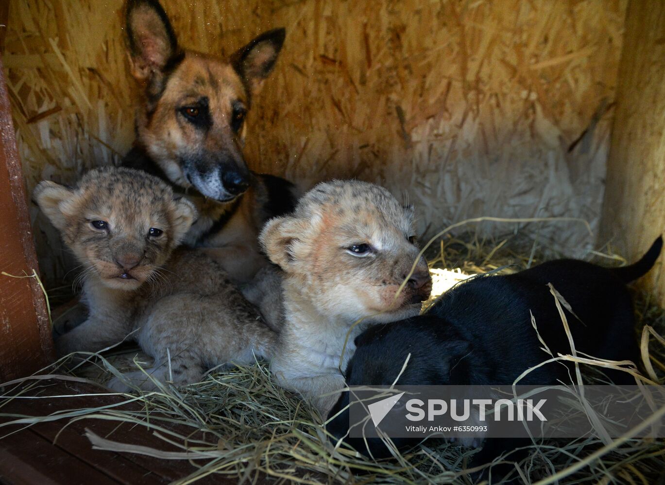 Russia Lion Cubs