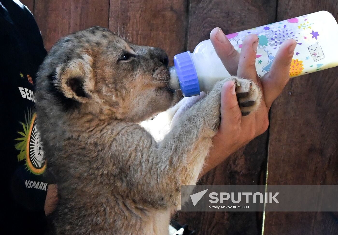 Russia Lion Cubs