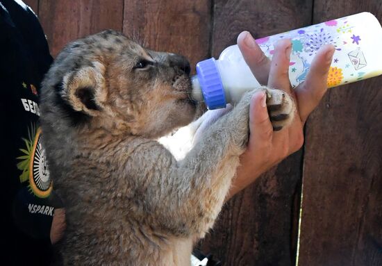 Russia Lion Cubs