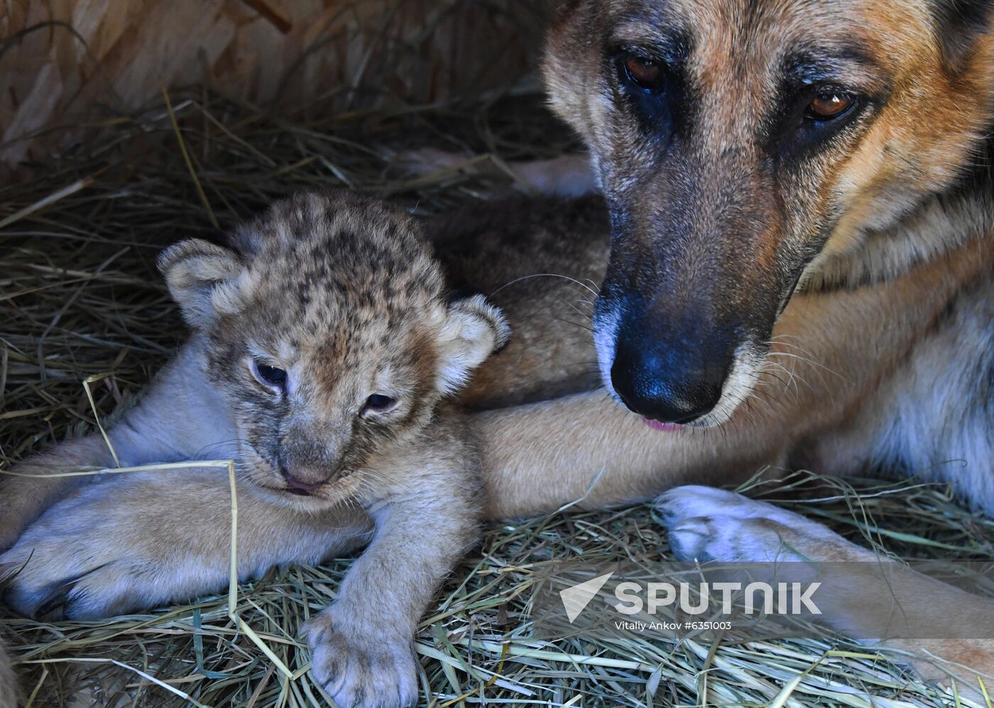 Russia Lion Cubs