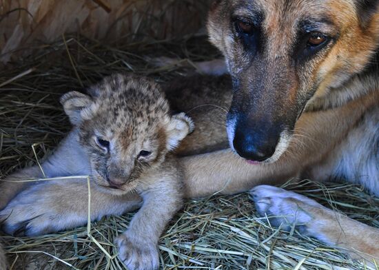 Russia Lion Cubs