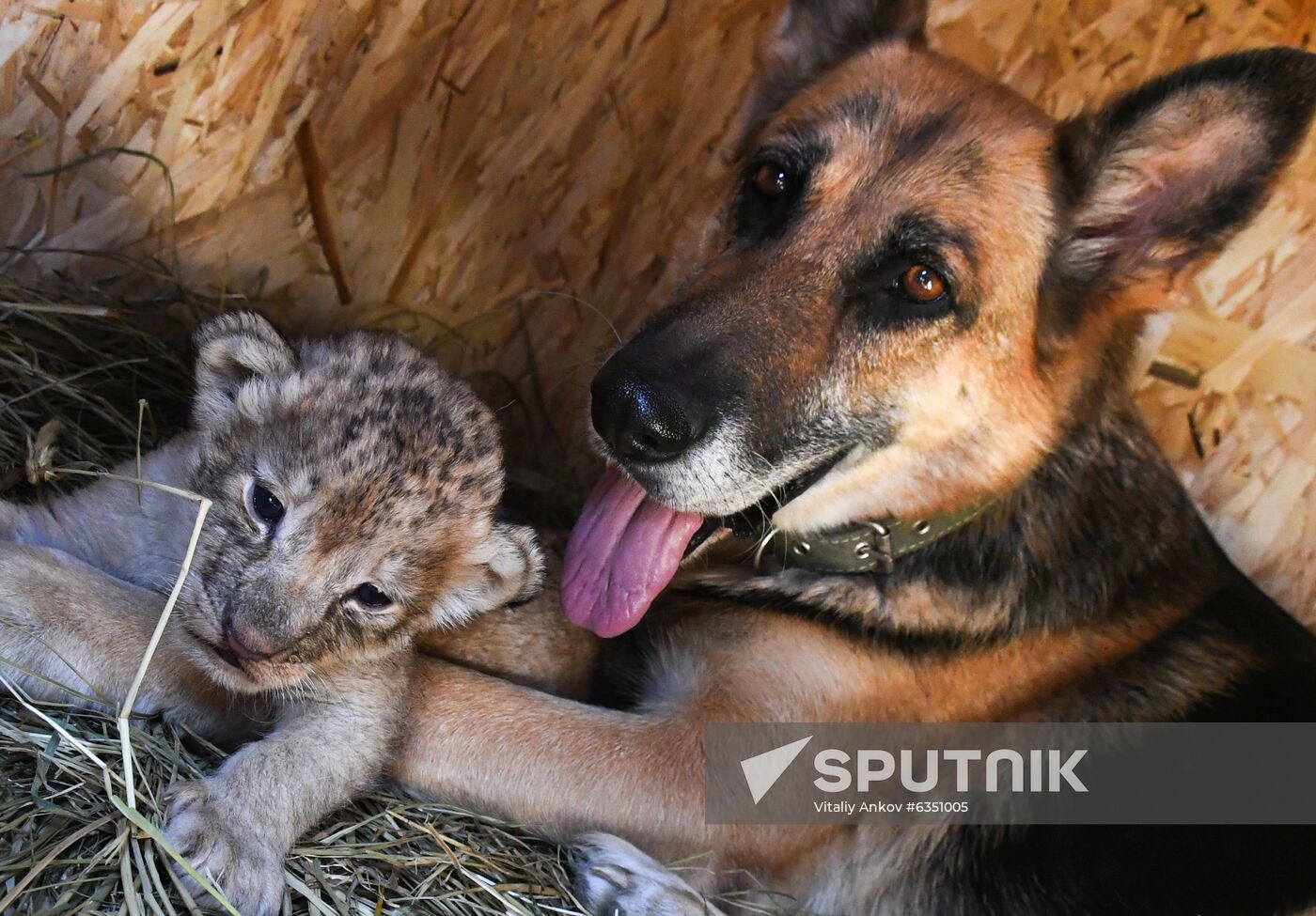 Russia Lion Cubs