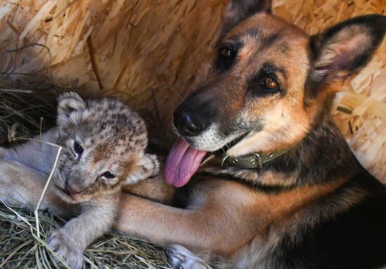 Russia Lion Cubs
