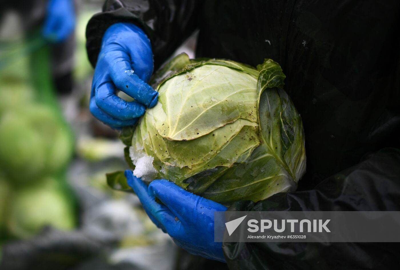 Russia Cabbage Harvesting