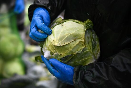Russia Cabbage Harvesting