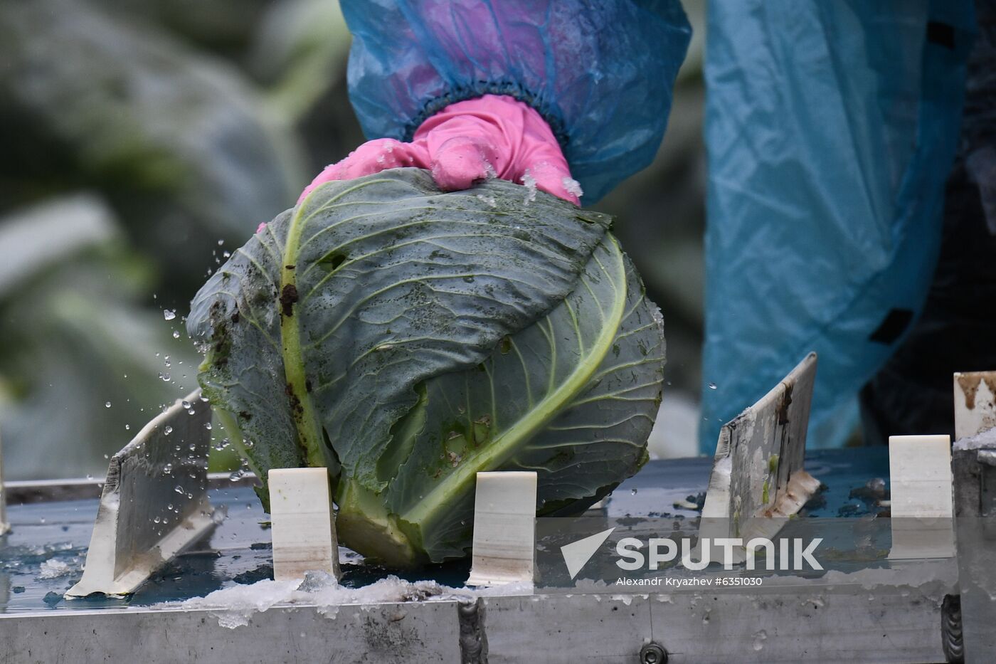 Russia Cabbage Harvesting