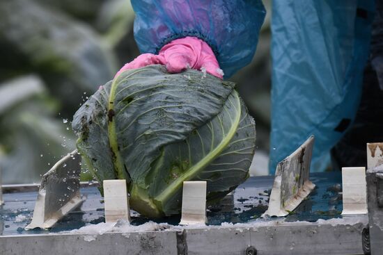 Russia Cabbage Harvesting