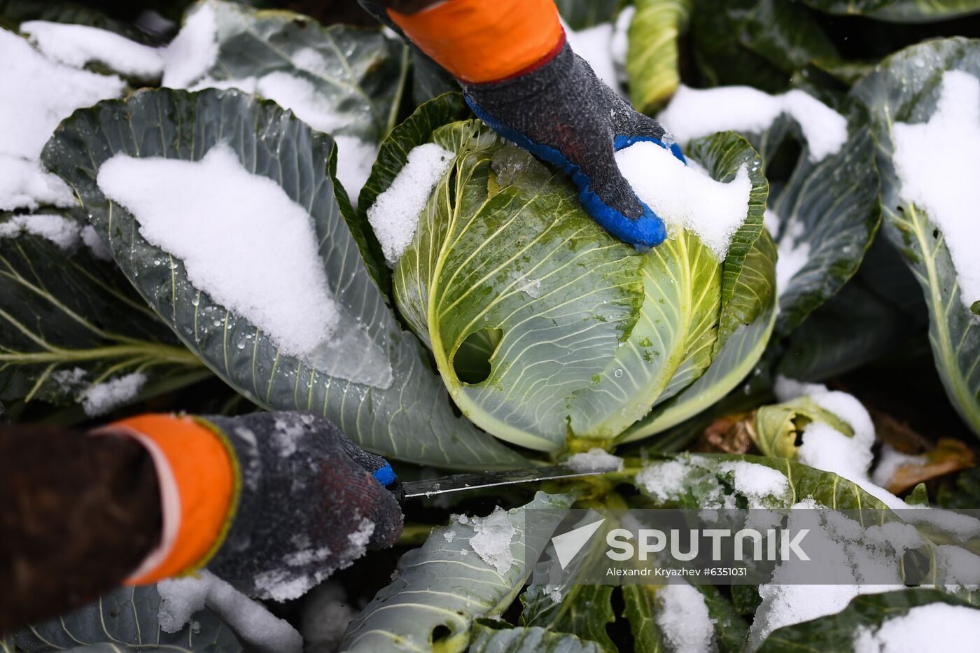 Russia Cabbage Harvesting