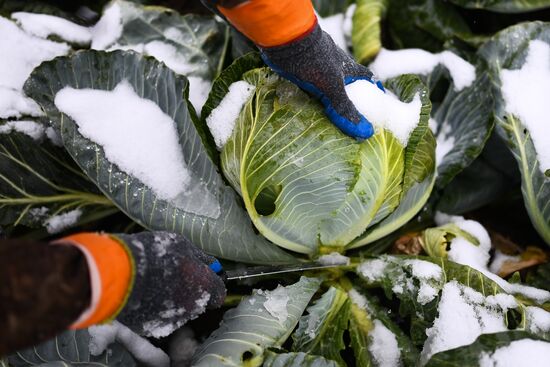 Russia Cabbage Harvesting