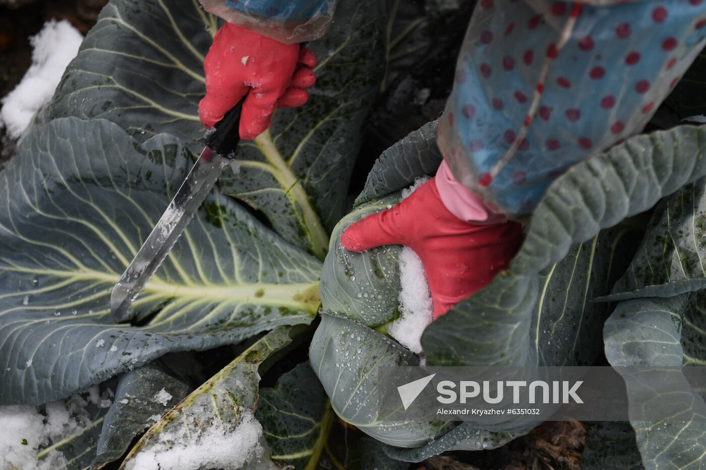Russia Cabbage Harvesting