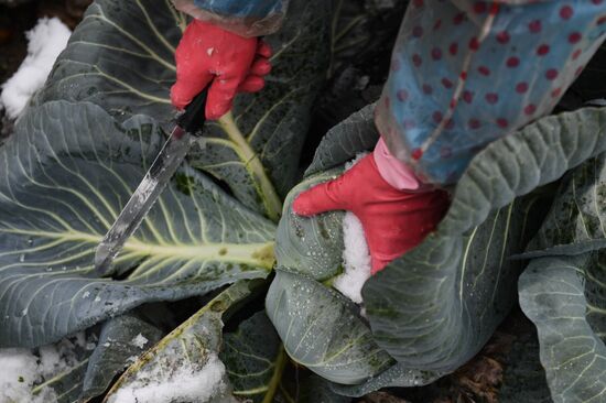 Russia Cabbage Harvesting